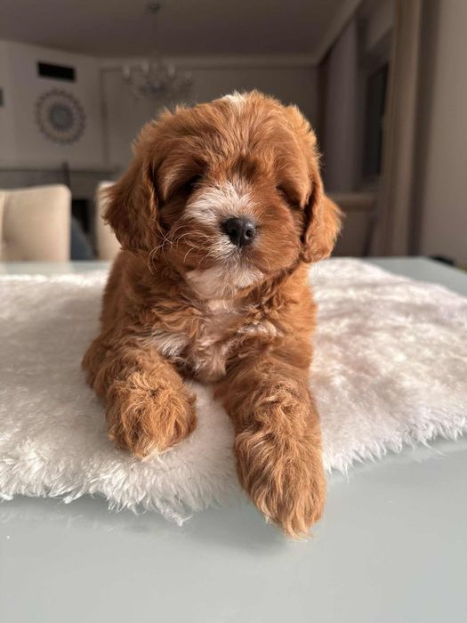 Cudowna sunia Cavapoo