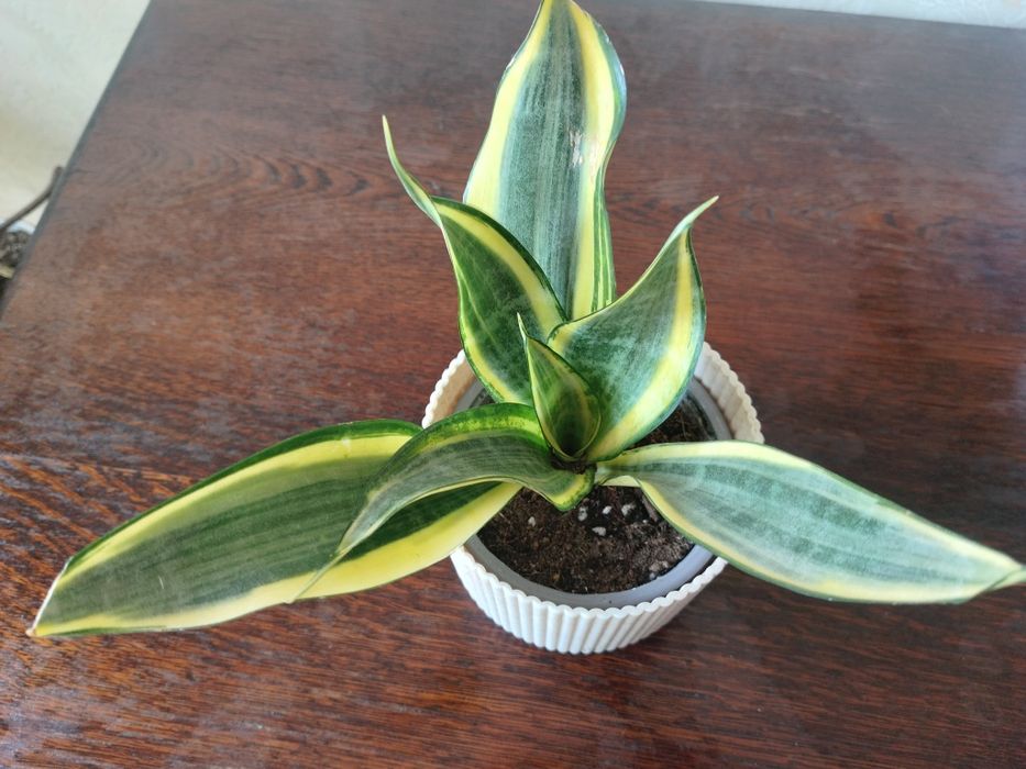 Sansevieria Golden Banner Midninght Shine