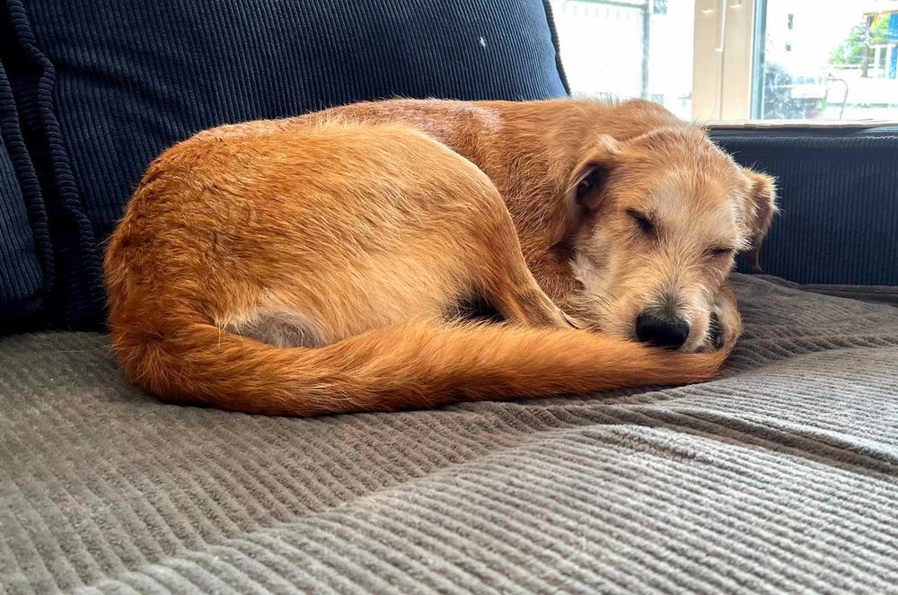 Energiczny Perez szuka odpowiedzialnego domu