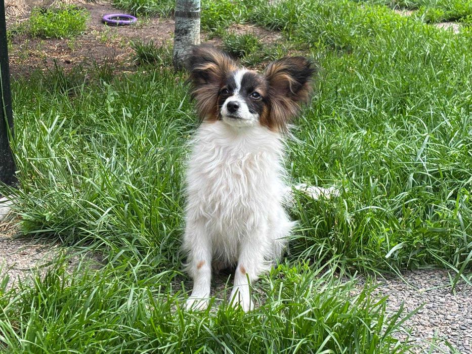 Щенки Papillon, папильон, папийон, континетальный той спаниэль.