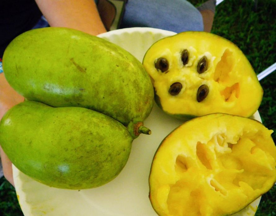 Asimina Triloba (Paw Paw) – Única árvore tropical que resiste ao Frio!