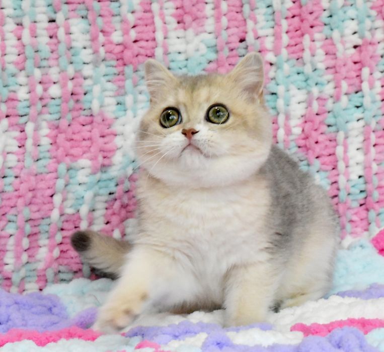 Золотая голубая шиншилла, кошечка, продажа