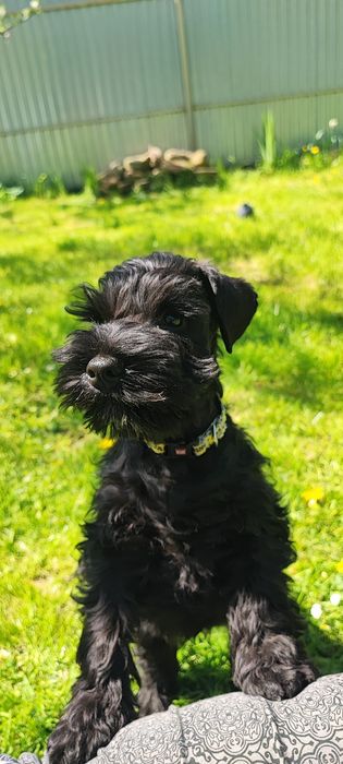 Чудо хлопчик цвергшнауцера