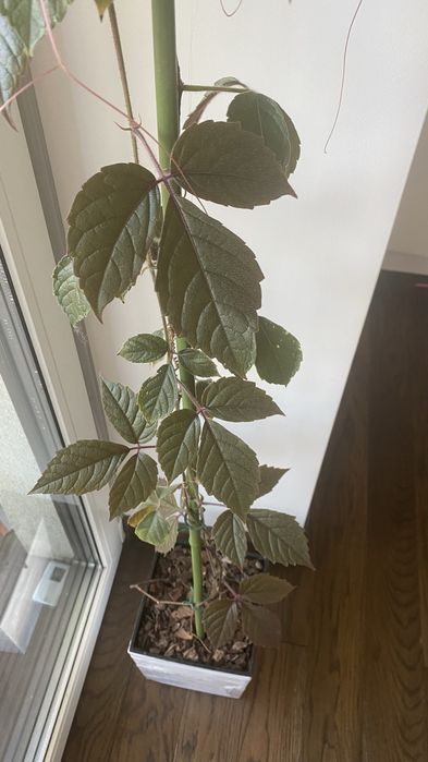 Cissus adenopoda, Цисус
