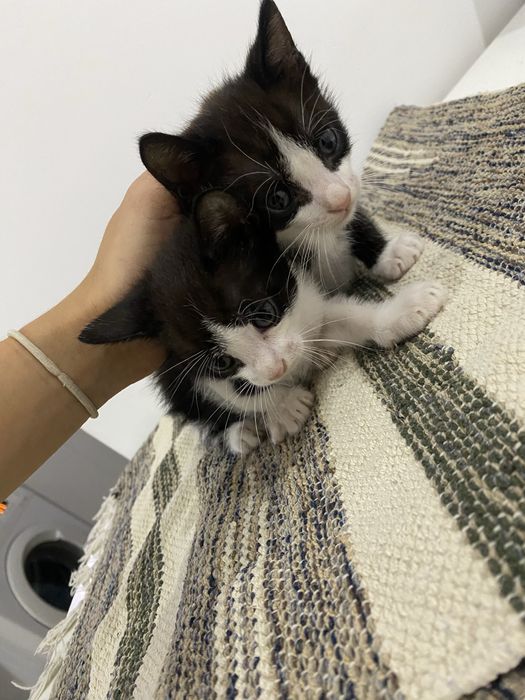 Gatos para adotar