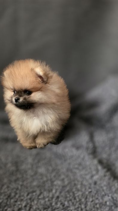 Szpic miniaturowy pomeranian