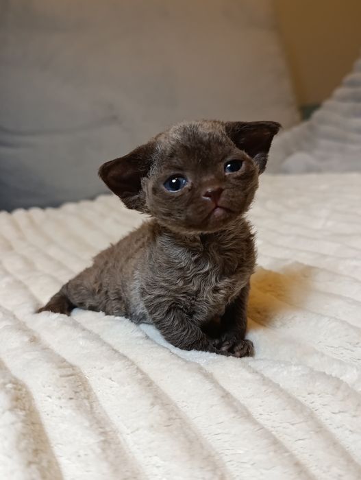 Kotka Devon rex rodowód FPL