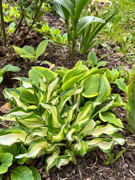 Хости та інші багаторічні рослини