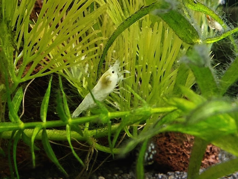 Krewetki Neocaridina White Pearl