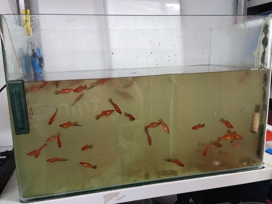 Peixes   Espadas