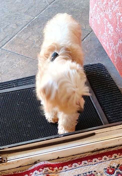 Oddam pieska maltipoo