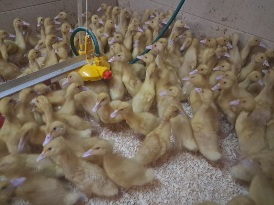 Kaczki Pekin maksimus ! Zapisy na koniec Stycznia! Dowóz do klient