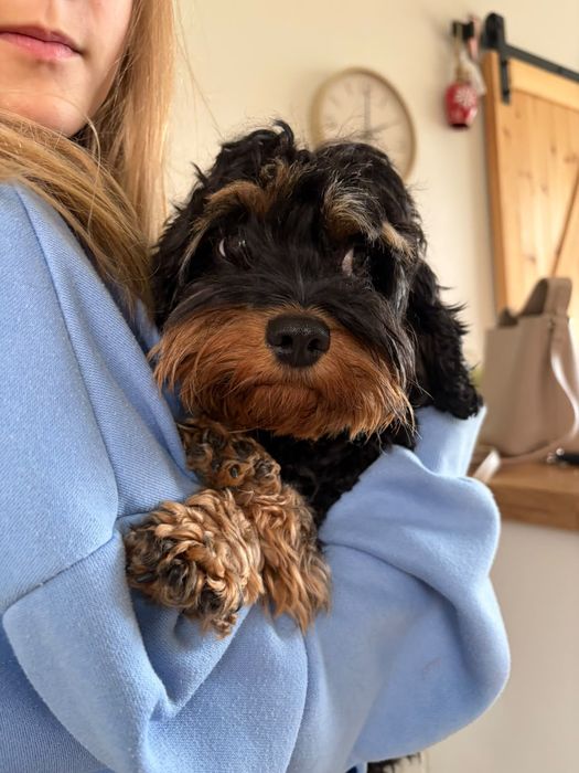 Cavapoo F1b pudel Toy