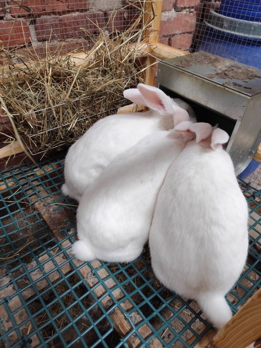 Króliki termondzkie samicę