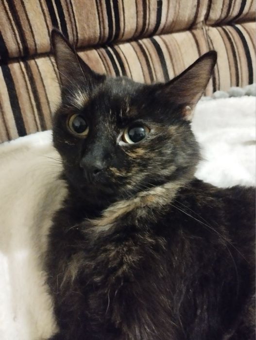 Милі котики шукають дім і турботливі руки