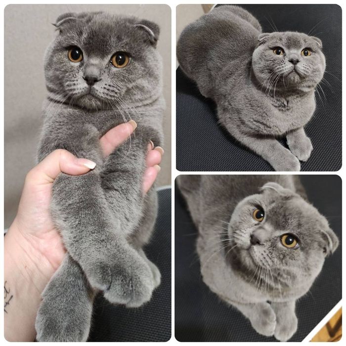 Грумінг стрижка тварин догляд за тваринами. Район автовокзалу.