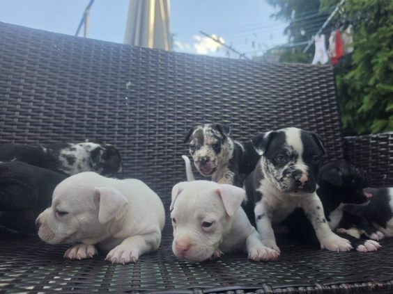 Szczenię American Bully
