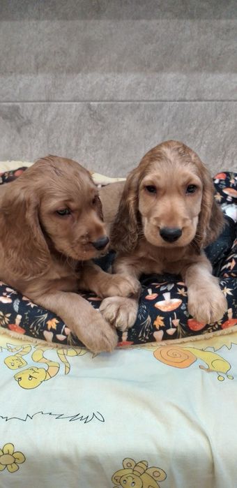 Cocker  spaniel  szczenię