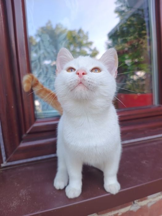Koty do adopcji za darmo