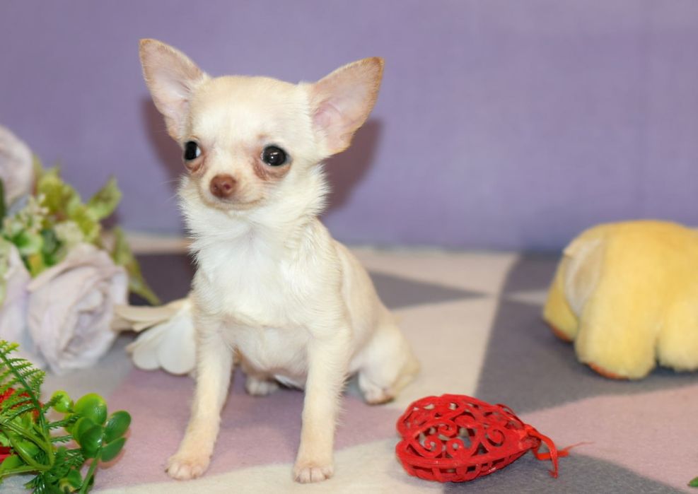 Микро мини девочка чихуахуа