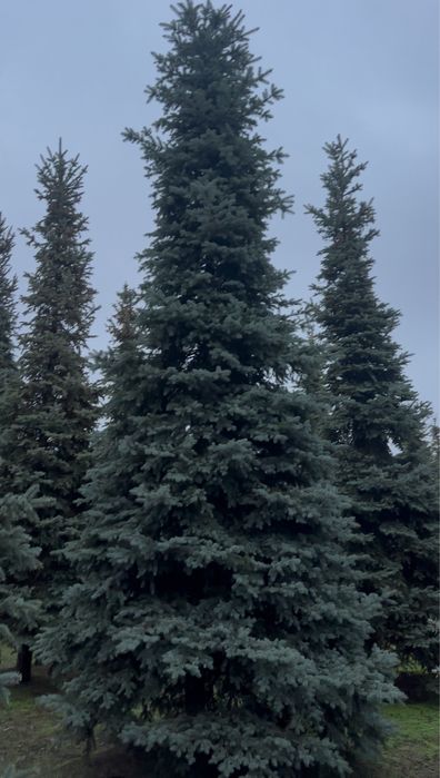Ель голубая, зеленая Киев