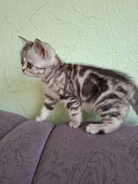 Чарівні кошенята Скоттіш Страйт