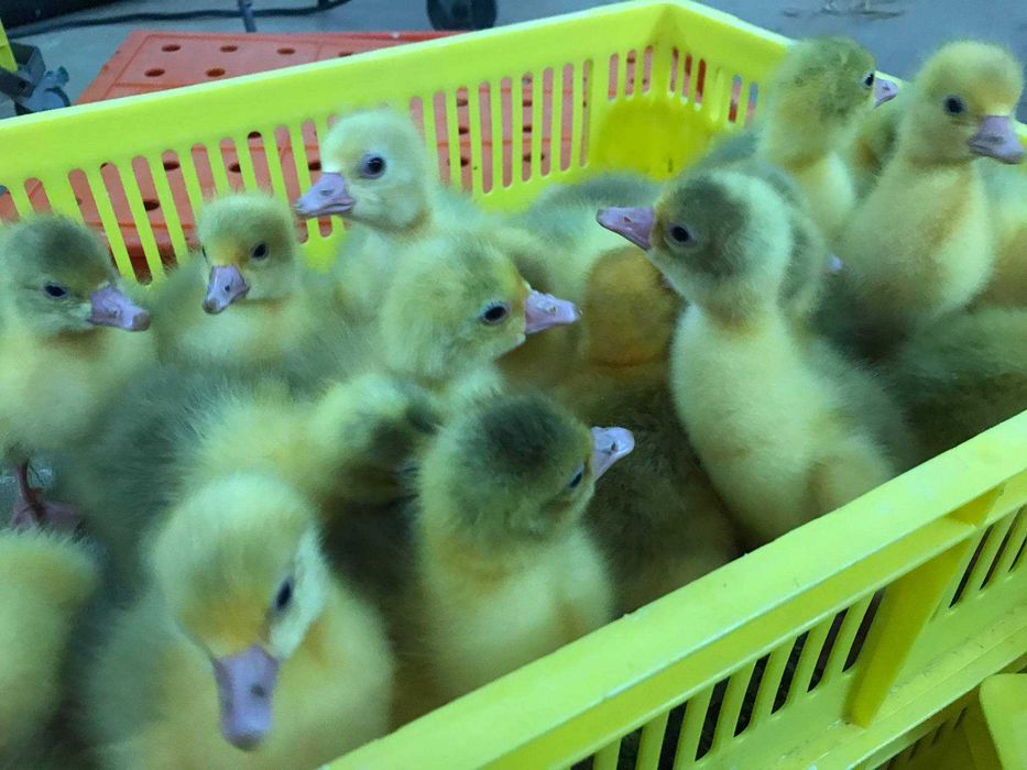 Kurczaki pisklęta nioski, brojlery, Leghorn, Greenshell, Sussex, Rosa