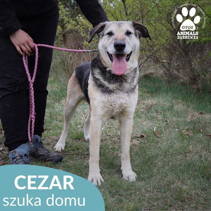 Cezar szuka domu!