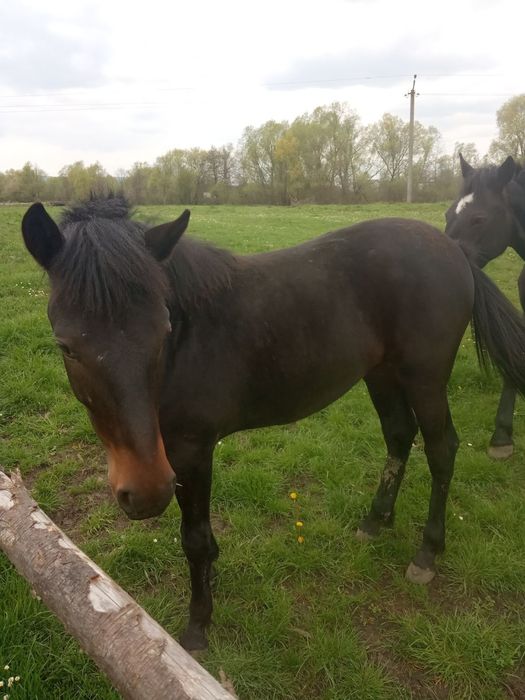 Продається лошиця!