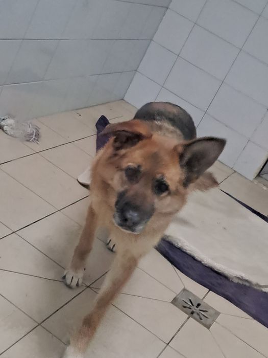 Fajna sunia Atenka Szuka domku