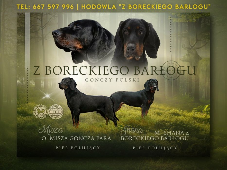 Gończy Polski FCI ZKwP