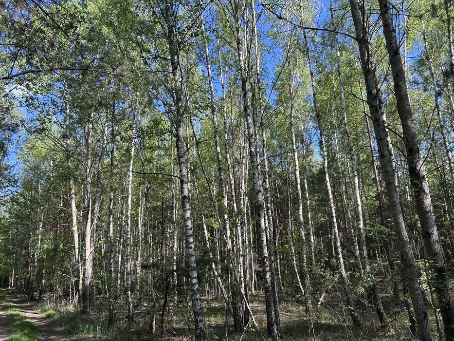 Заліснена земельна ділянка Киівська обл