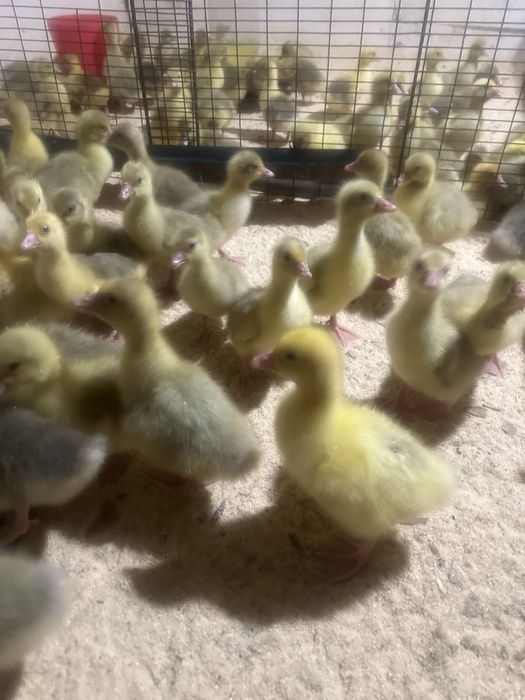 Продам добових гусенят.