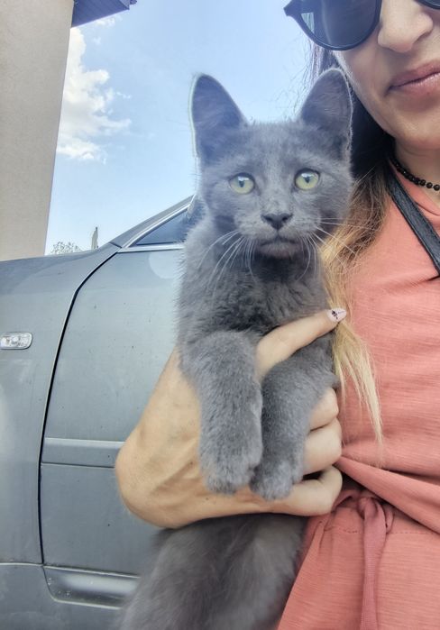 Безкоштовно!!! Муркотяще щастя в добрі руки