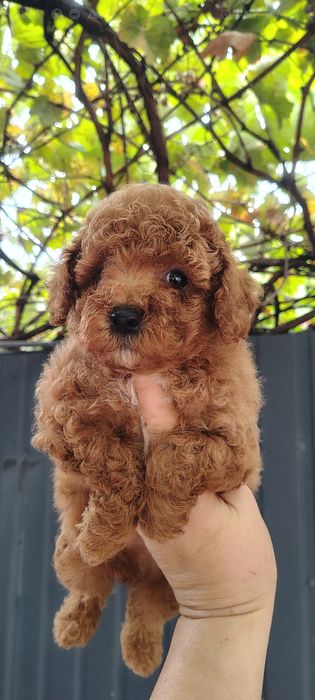 Чарiвний хлопчик той пудель ред