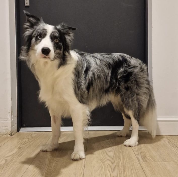 Border Collie Reproduktor