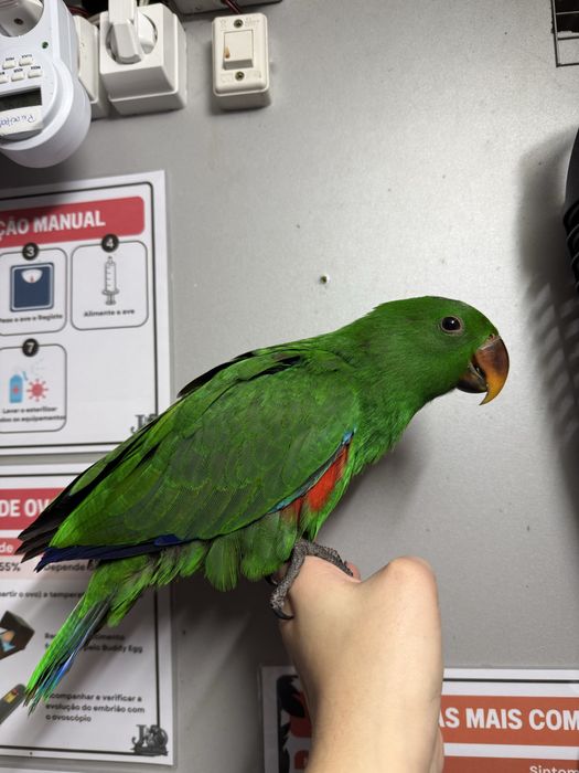 Eclectus macho criado a mão
