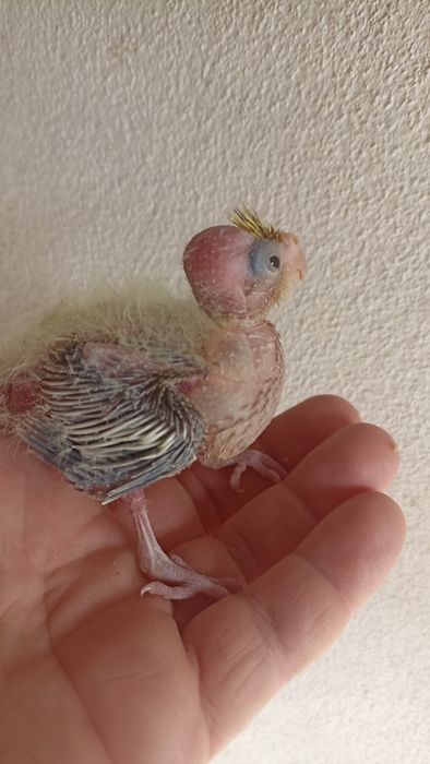 Caturras bebés para domesticar