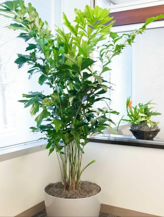 Magníficas Palmeiras rabo-de-peixe Caryota mitis