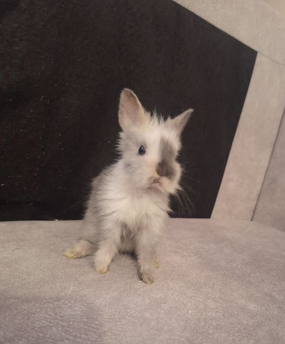 Króliki Miniaturki Angora