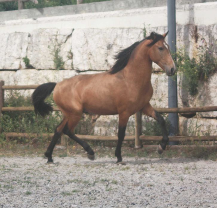Lusitano 3 anos