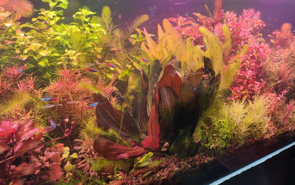 Аквариумные растения ( набор.)