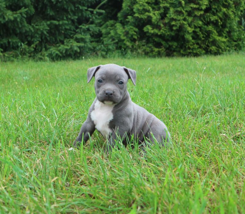 Amstaff American Staffordshire Terrier Amstaf BLUE sunia błękitna