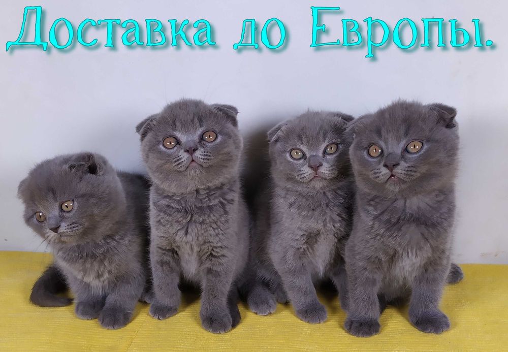 Плюшевые вислоухие  котята.