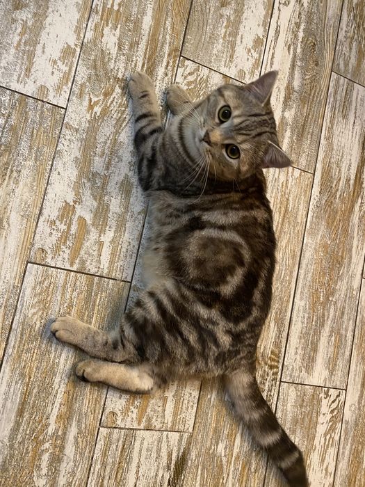 Благородный шотландец Мажор ( скоттиш страйт)