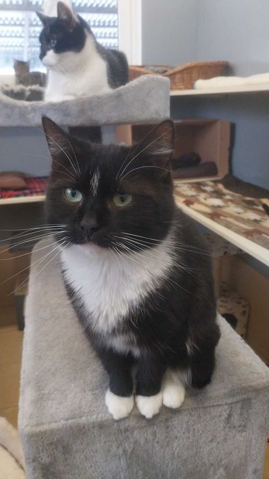 Dama z Olsztyna szuka domu