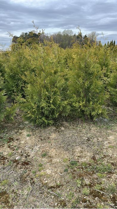 Tuja Thuja Brabant 200 cm