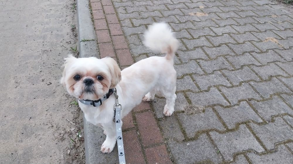 Shih tzu reproduktor