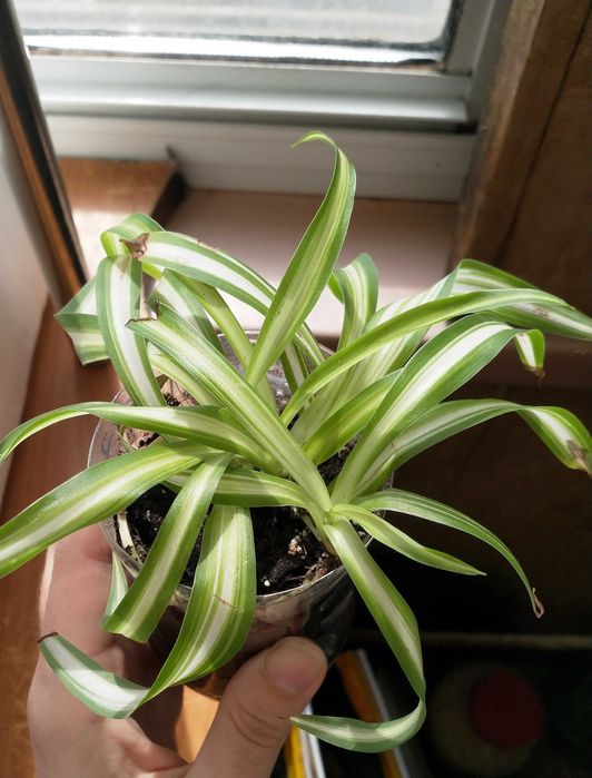 Хлорофитум Океан (chlorophytum ocean)