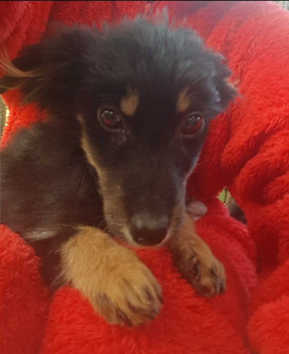 Собачки в добрі ручки